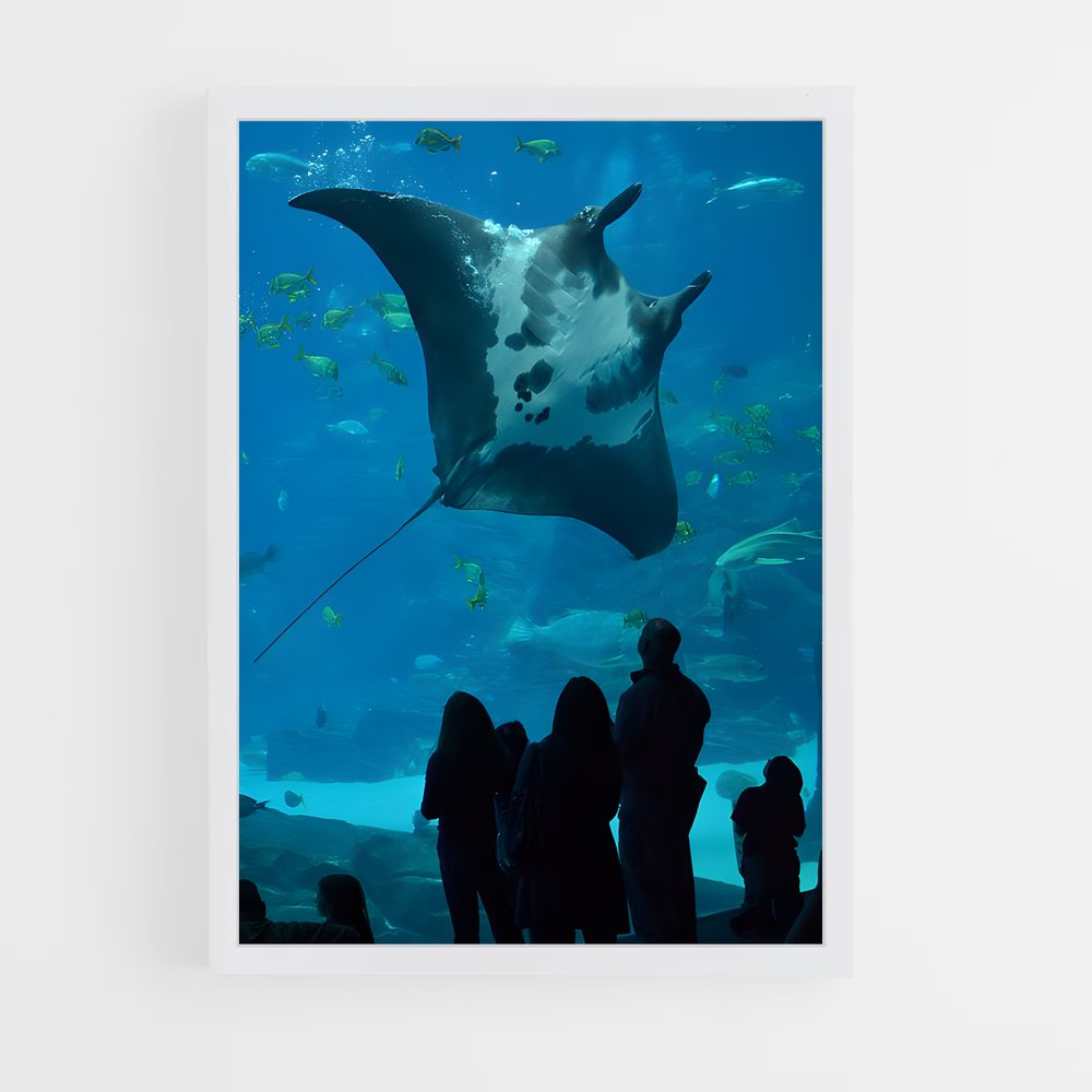 ap-stingray-1 cadre Blanc