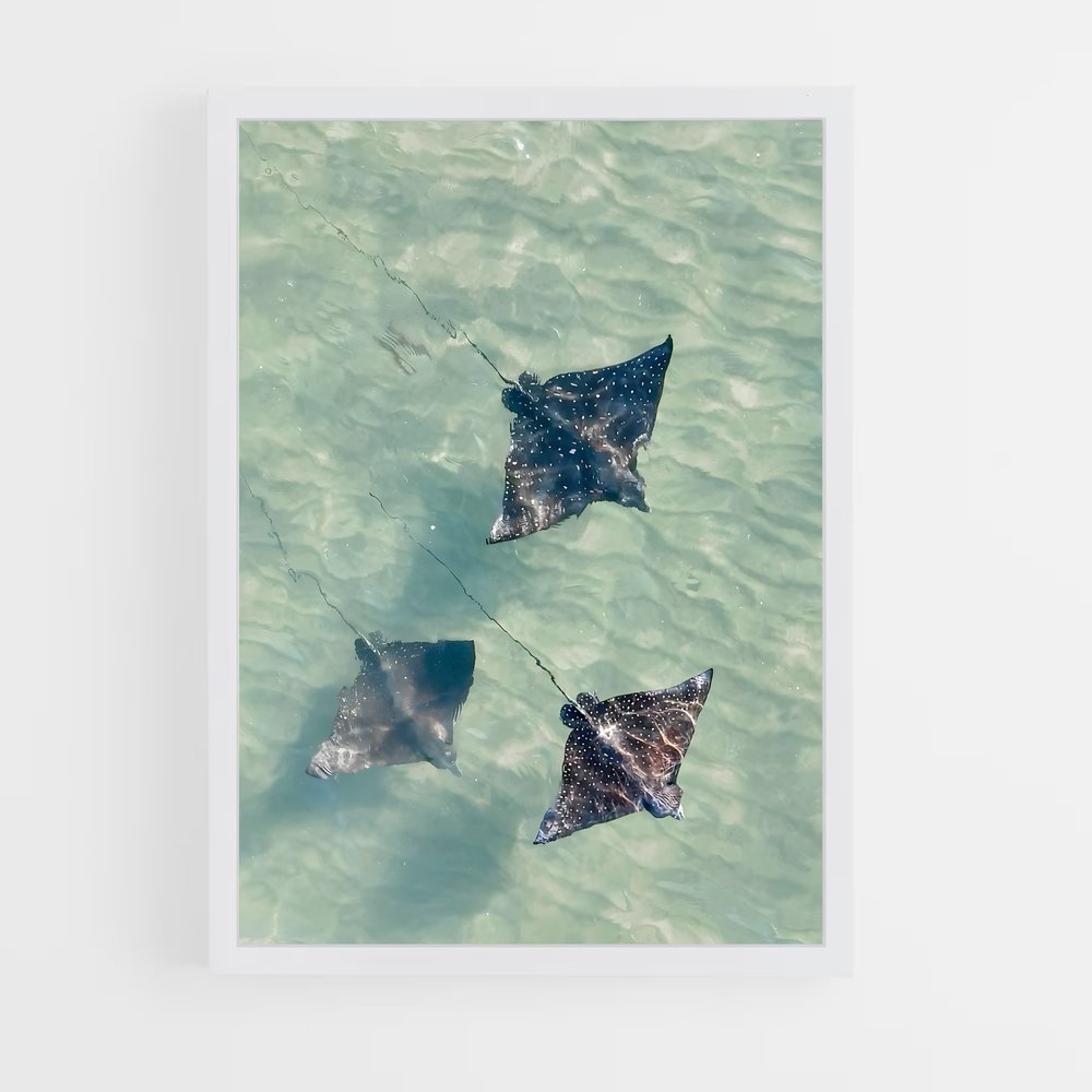ap-stingray-3 cadre Blanc