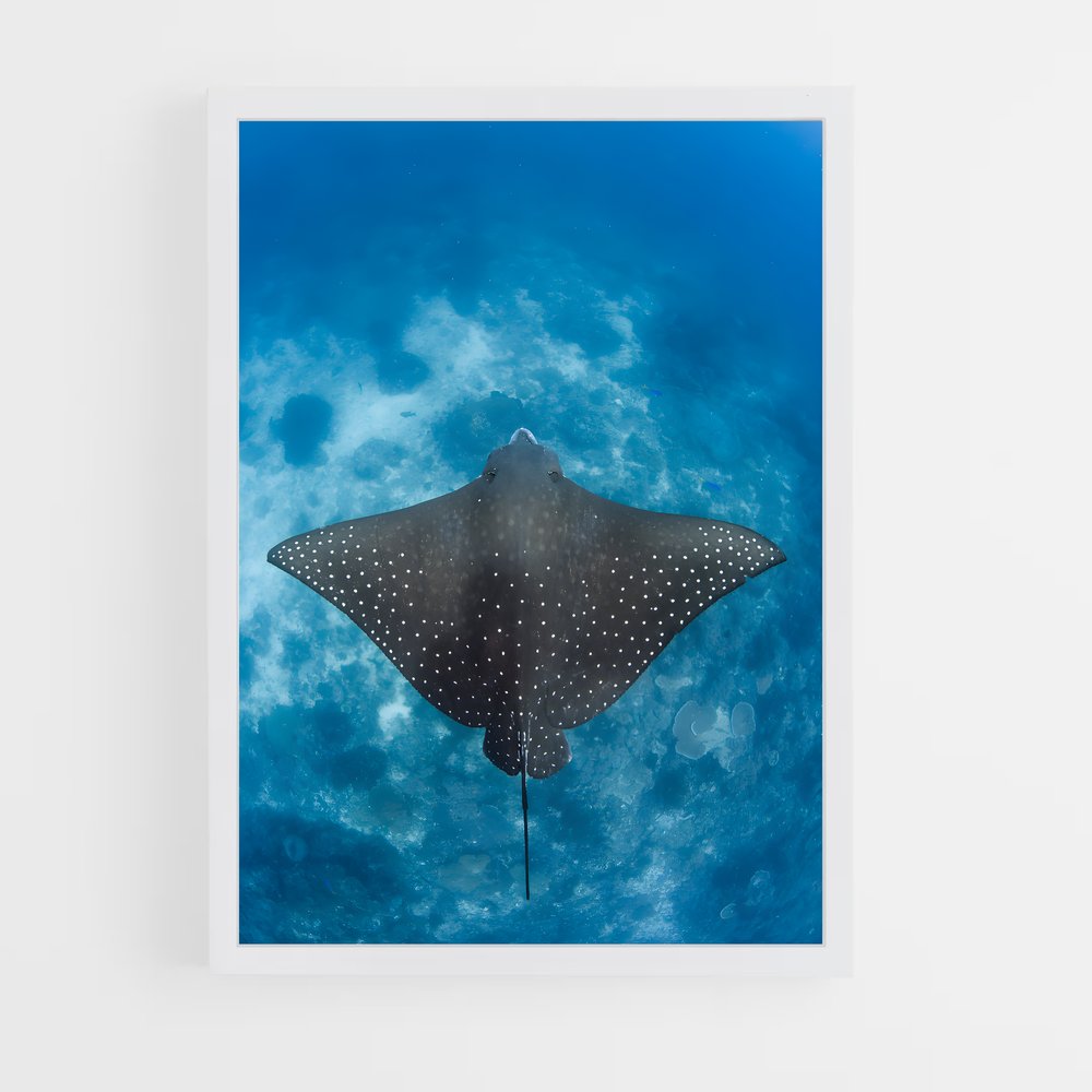 ap-stingray-4 cadre Blanc