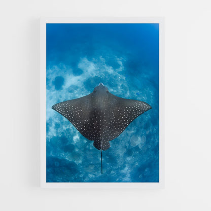 ap-stingray-4 cadre Blanc