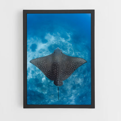 ap-stingray-4 cadre Noir