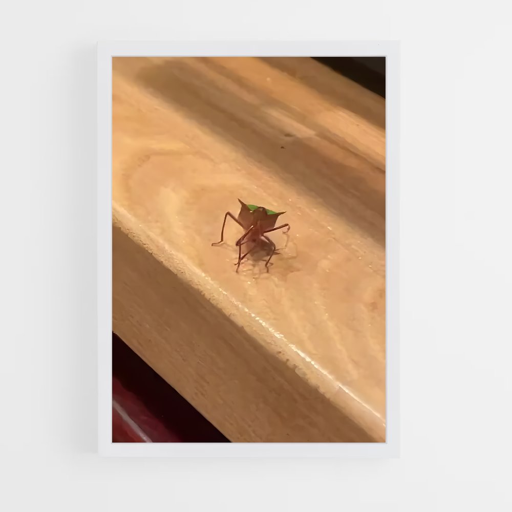 ap-stink bug-1 cadre Blanc