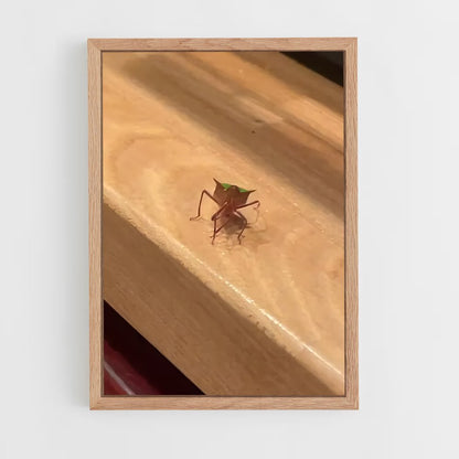 ap-stink bug-1 cadre Bois clair