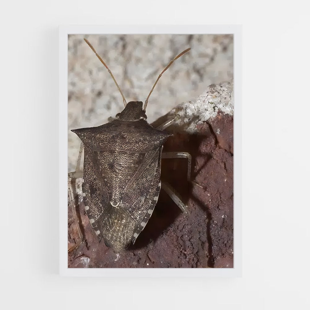 ap-stink bug-2 cadre Blanc