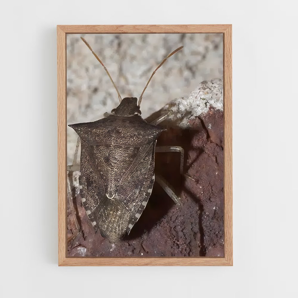 ap-stink bug-2 cadre Bois clair