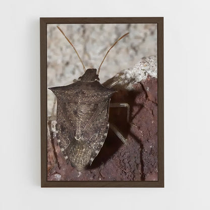 ap-stink bug-2 cadre Bois foncé