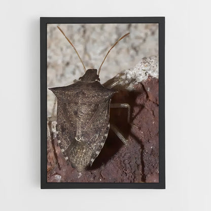 ap-stink bug-2 cadre Noir