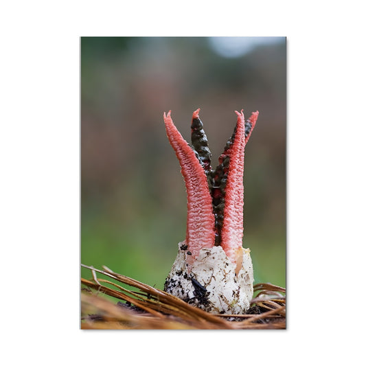 Poster Nid Mystérieux