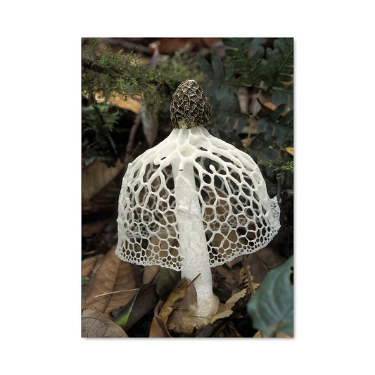 Poster Fungi & Feathers