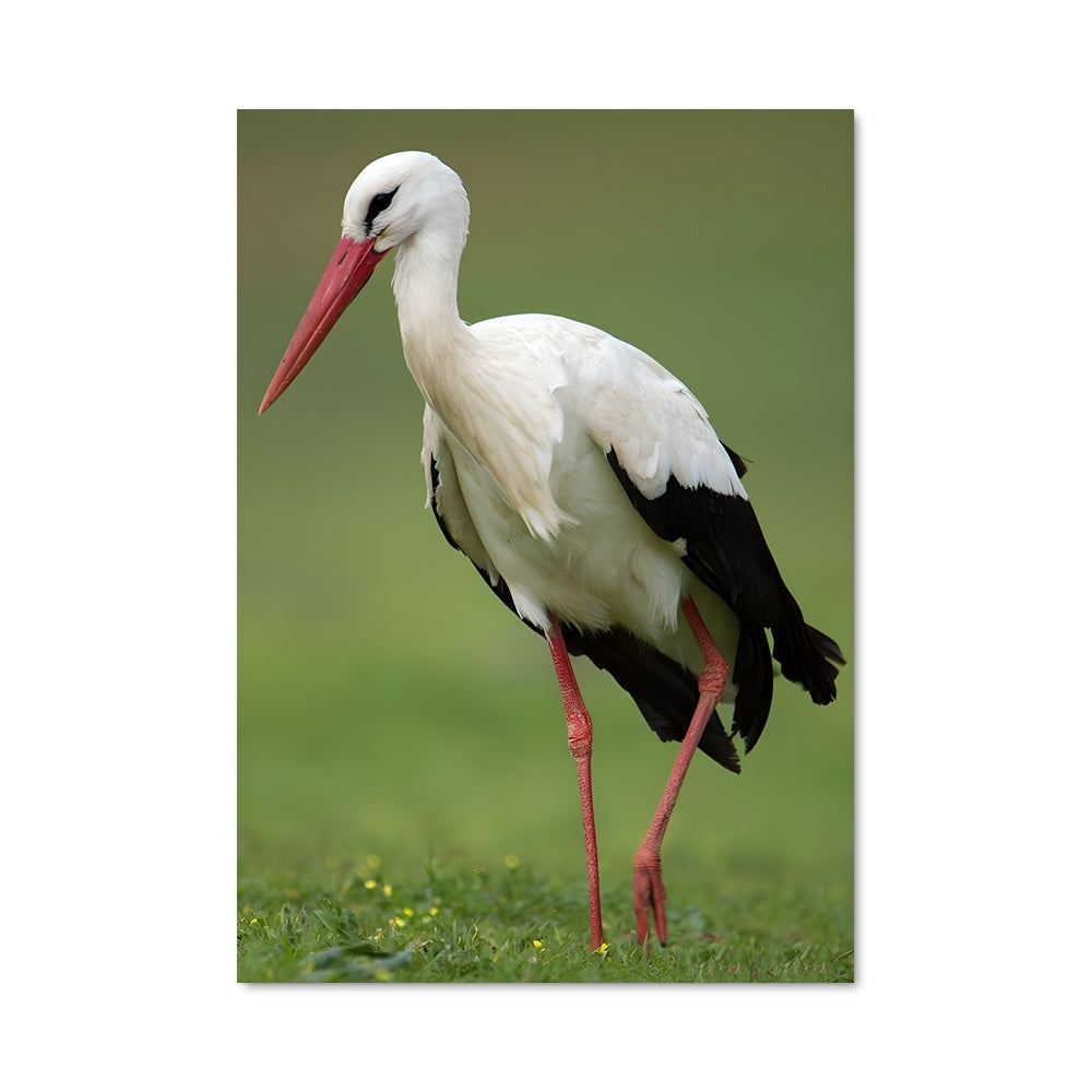 Poster La Cigogne Élegante