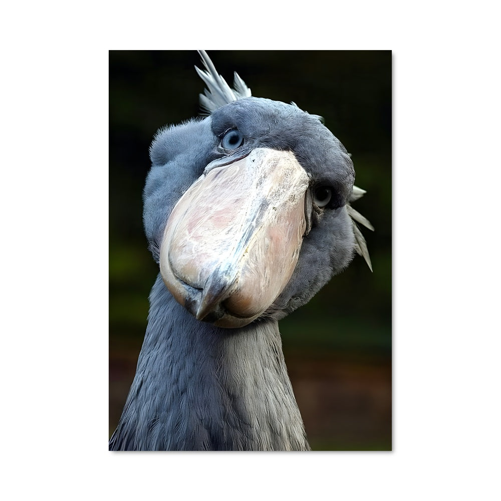 Poster Long Bec Magique