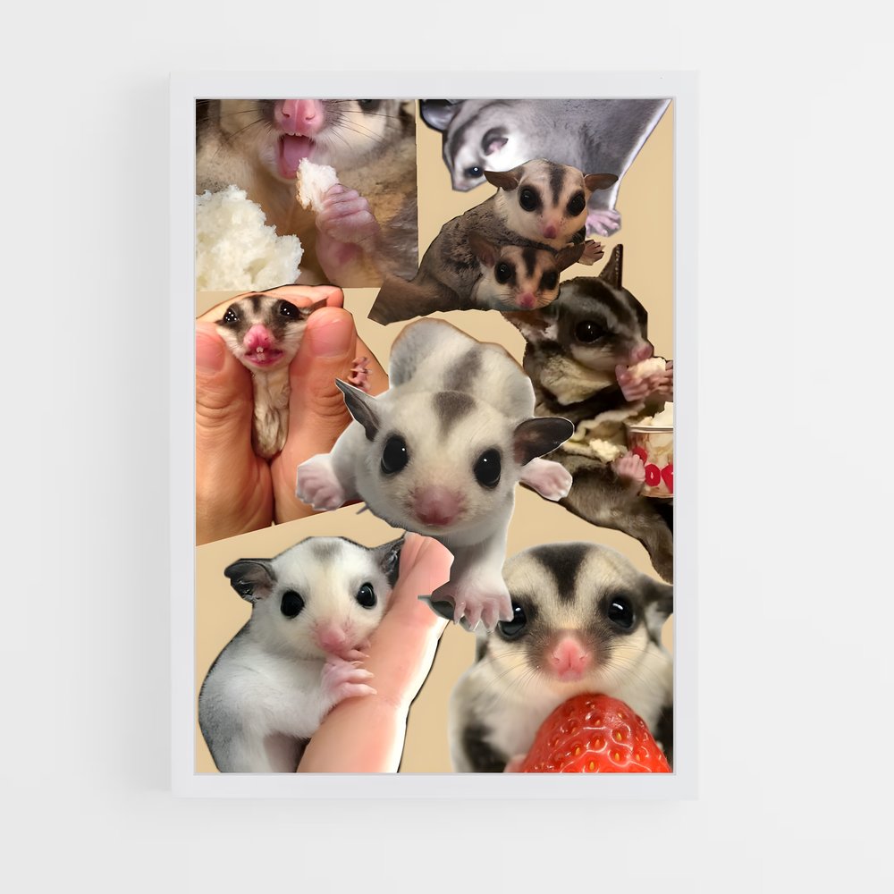 ap-sugar glider-3 cadre Blanc