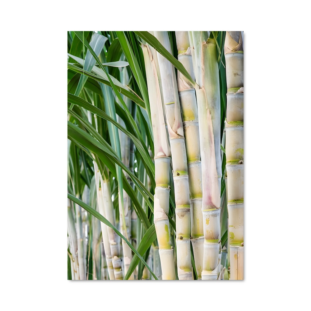 Poster Sugarcane 96375