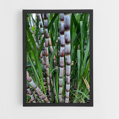 ap-sugarcane-7 cadre Noir