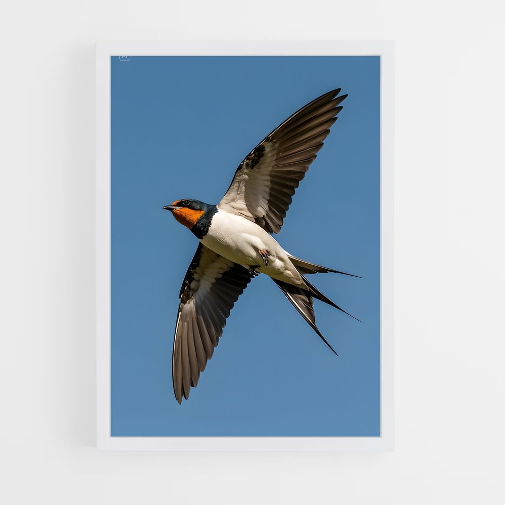 ap-swallow-16 cadre Blanc