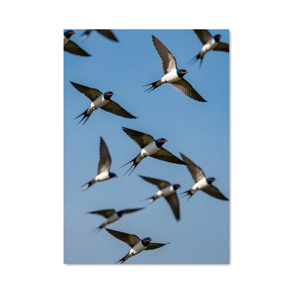 Poster Vols Libres
