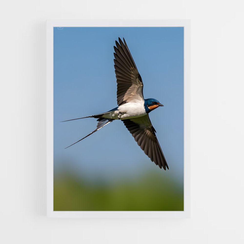 ap-swallow-3 cadre Blanc