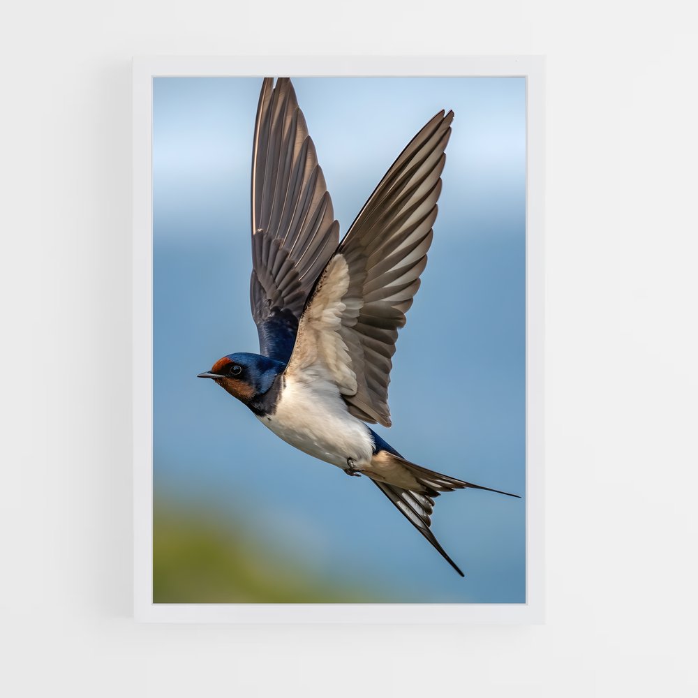 ap-swallow-5 cadre Blanc