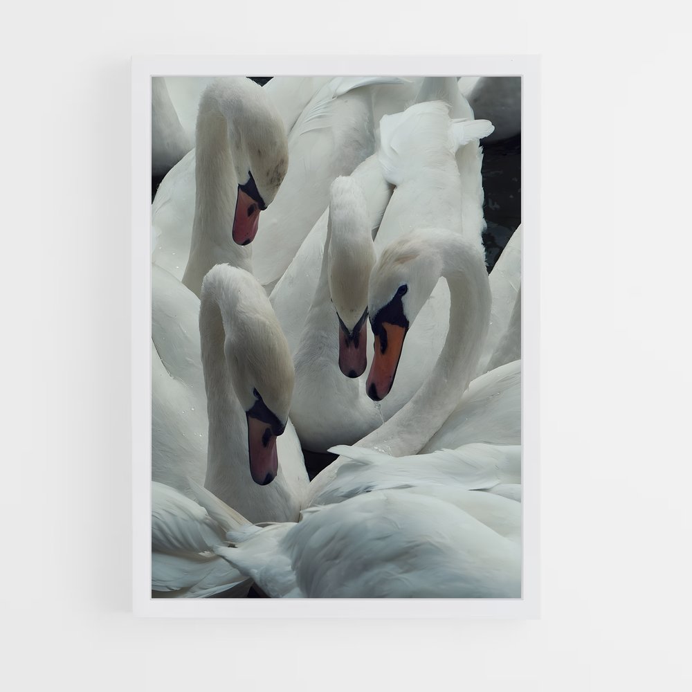 ap-swan-7 cadre Blanc