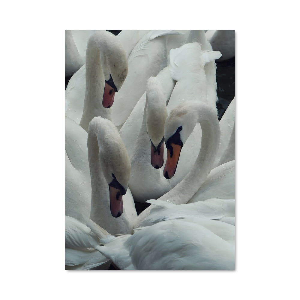 Poster Grâce des Cygnes