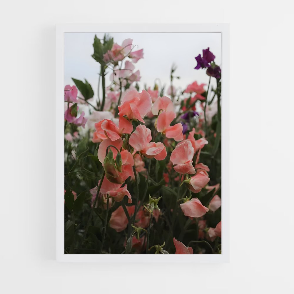 ap-sweet pea-2 cadre Blanc