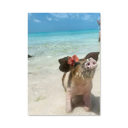 Poster Plage Porcine