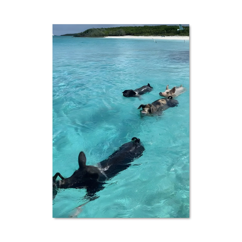 Poster Les Lions des Mers