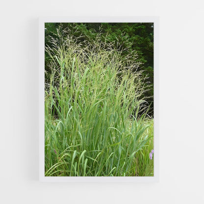 ap-switchgrass-4 cadre Blanc