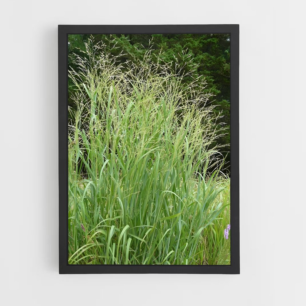 ap-switchgrass-4 cadre Noir