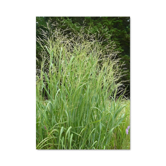 Poster Graminées Éternelles