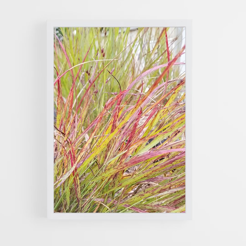 ap-switchgrass-5 cadre Blanc
