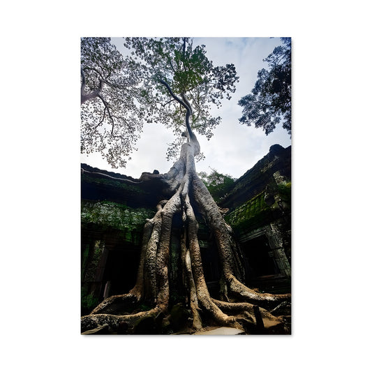 Poster Ta prohm 87757