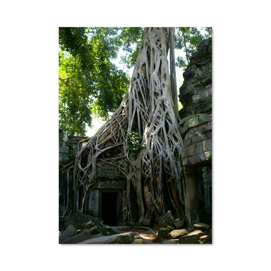 Poster Ta prohm 87764