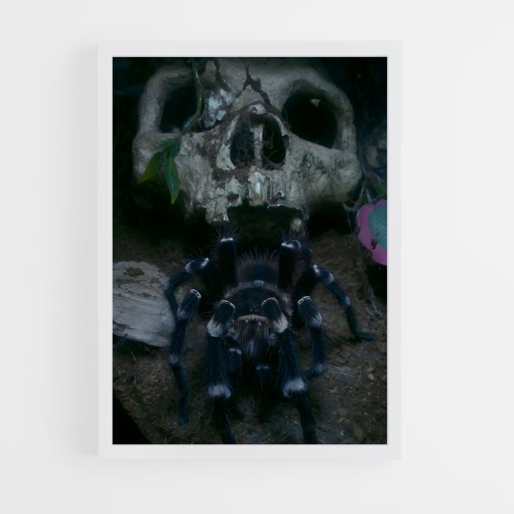 ap-tarantula-1 cadre Blanc