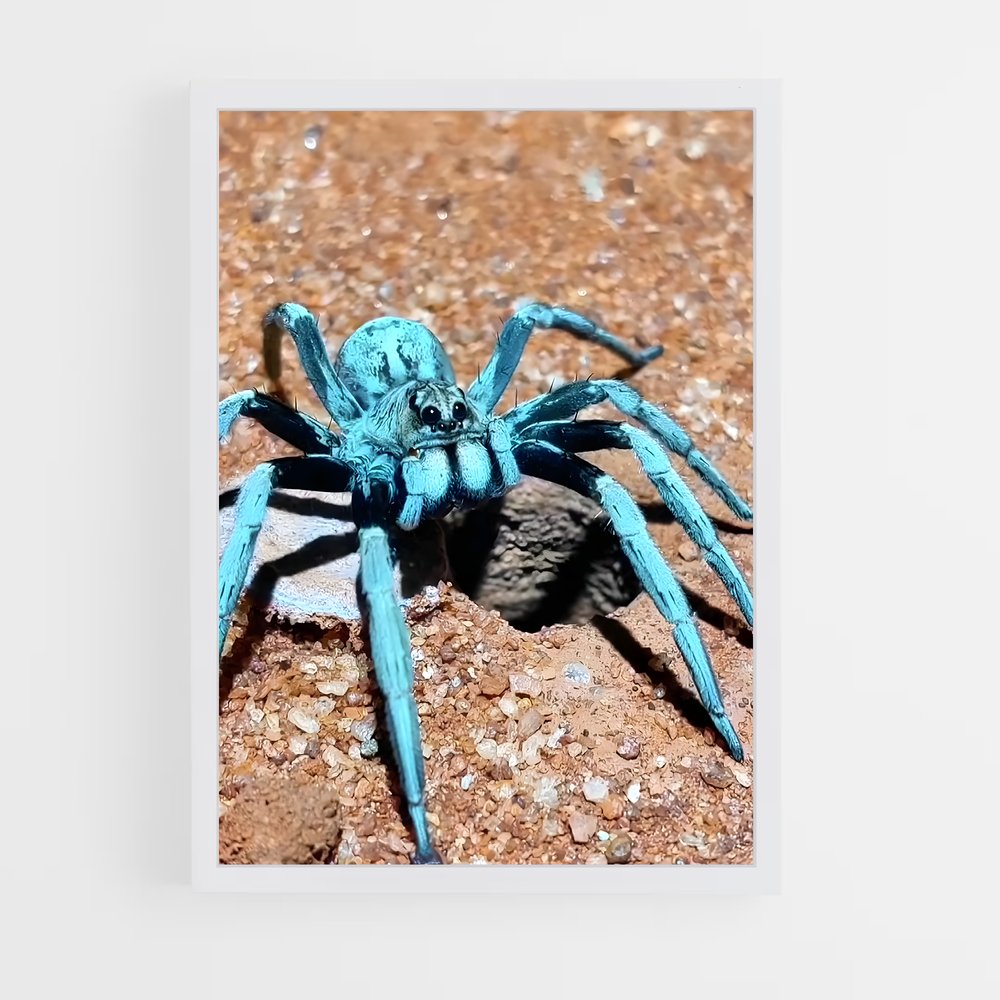 ap-tarantula-3 cadre Blanc