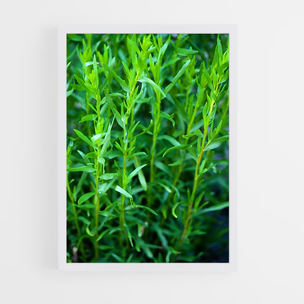 ap-tarragon-2 cadre Blanc