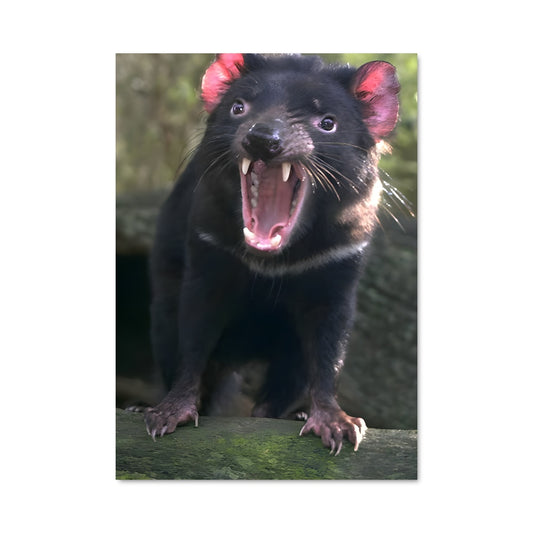 Poster Tasmanian Fury