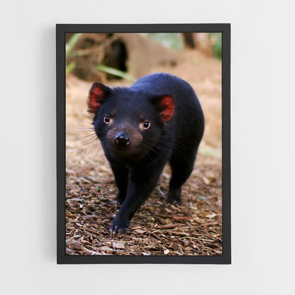 ap-tasmanian devil-2 cadre Noir