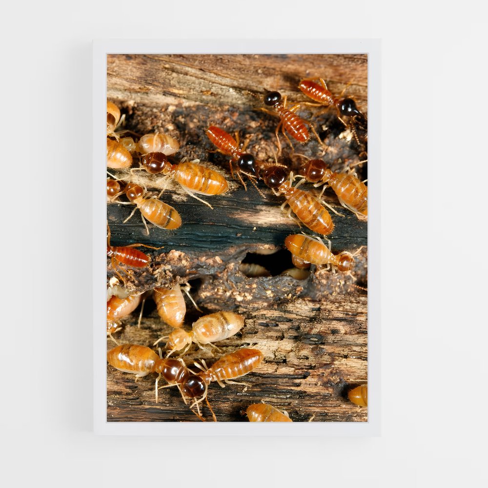 ap-termite-2 cadre Blanc