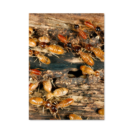 Poster La Troupe des Termites