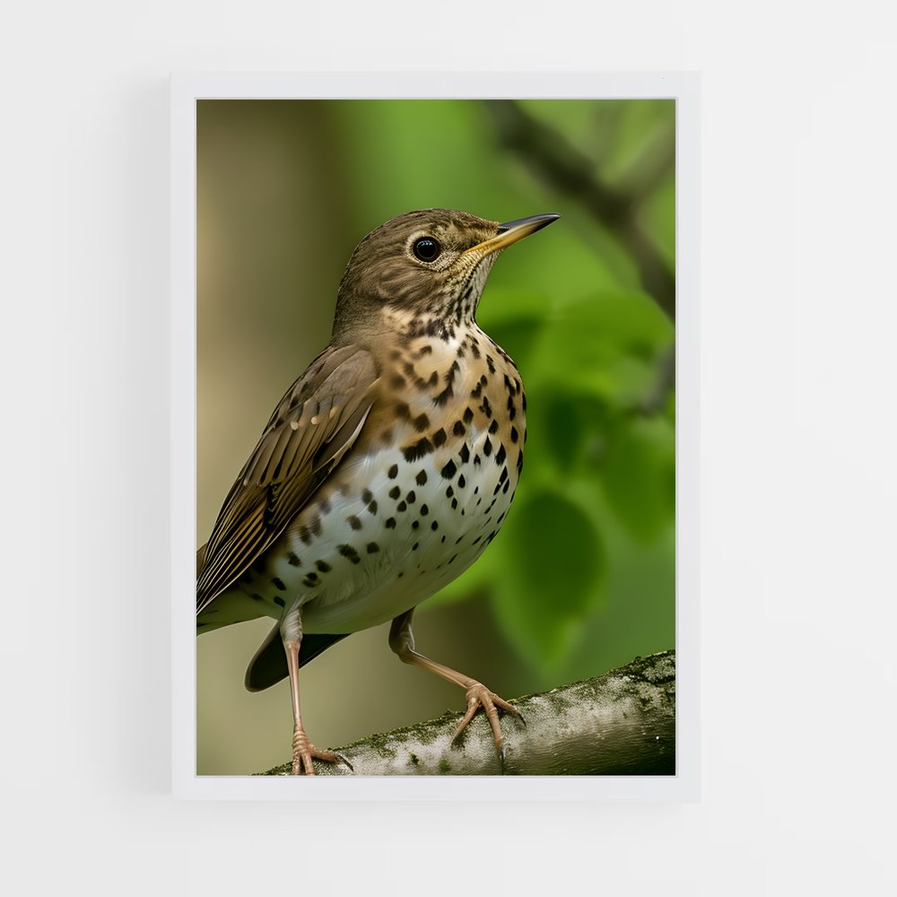 ap-thrush-1 cadre Blanc