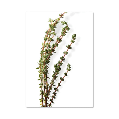 Poster Thyme & Thyrum