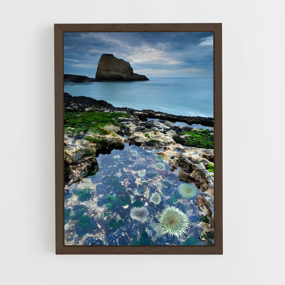 ap-tide pool-7 cadre Bois foncé