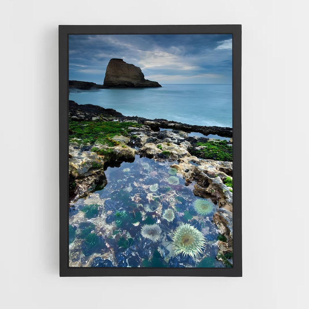 ap-tide pool-7 cadre Noir