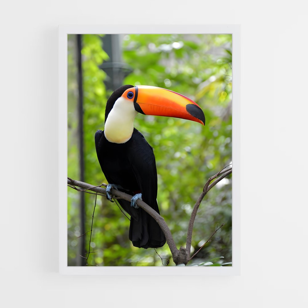 ap-toucan-2 cadre Blanc