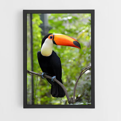 ap-toucan-2 cadre Noir