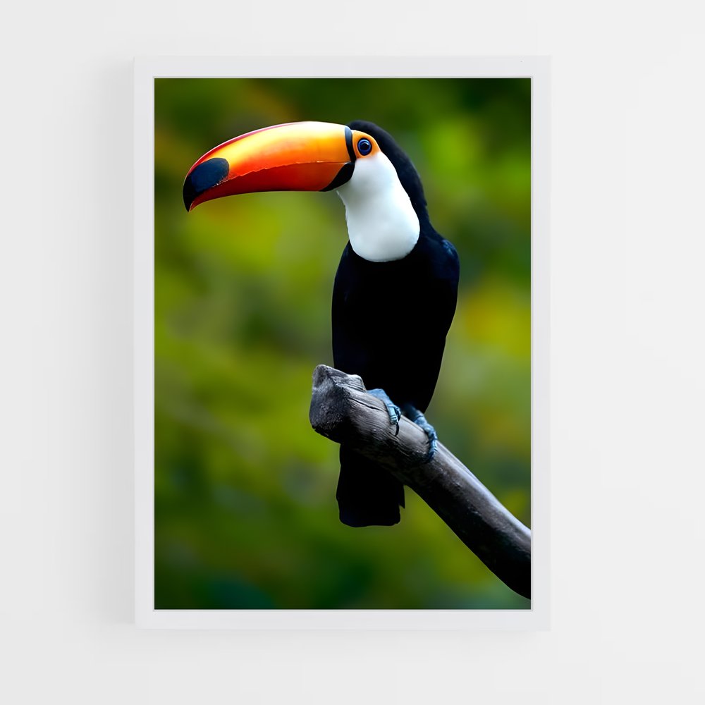 ap-toucan-4 cadre Blanc