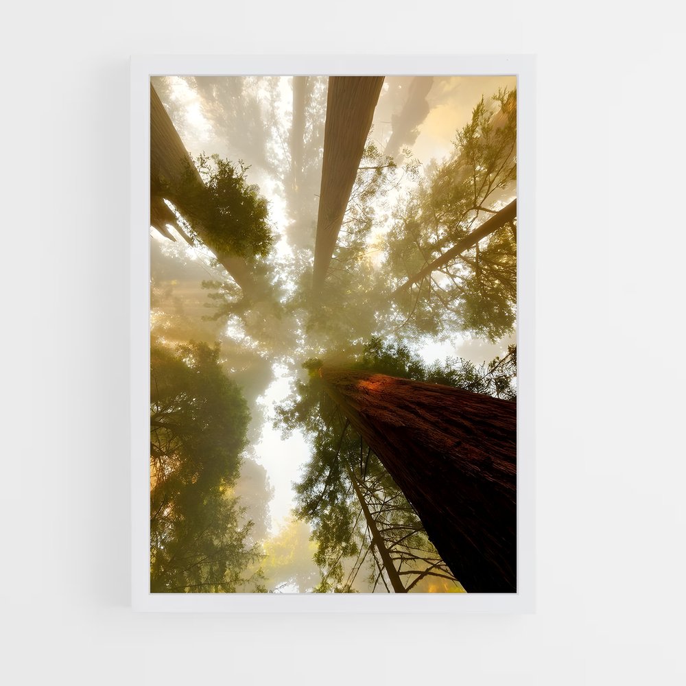 ap-tree canopy-1 cadre Blanc