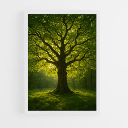 ap-trees-12 cadre Blanc