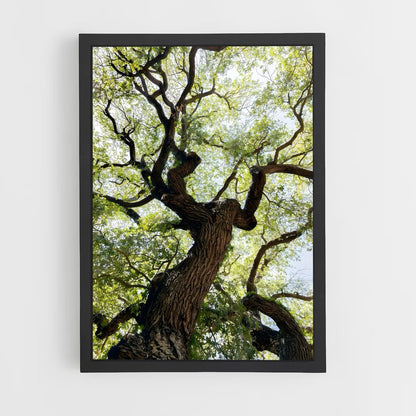 ap-trees-4 cadre Noir